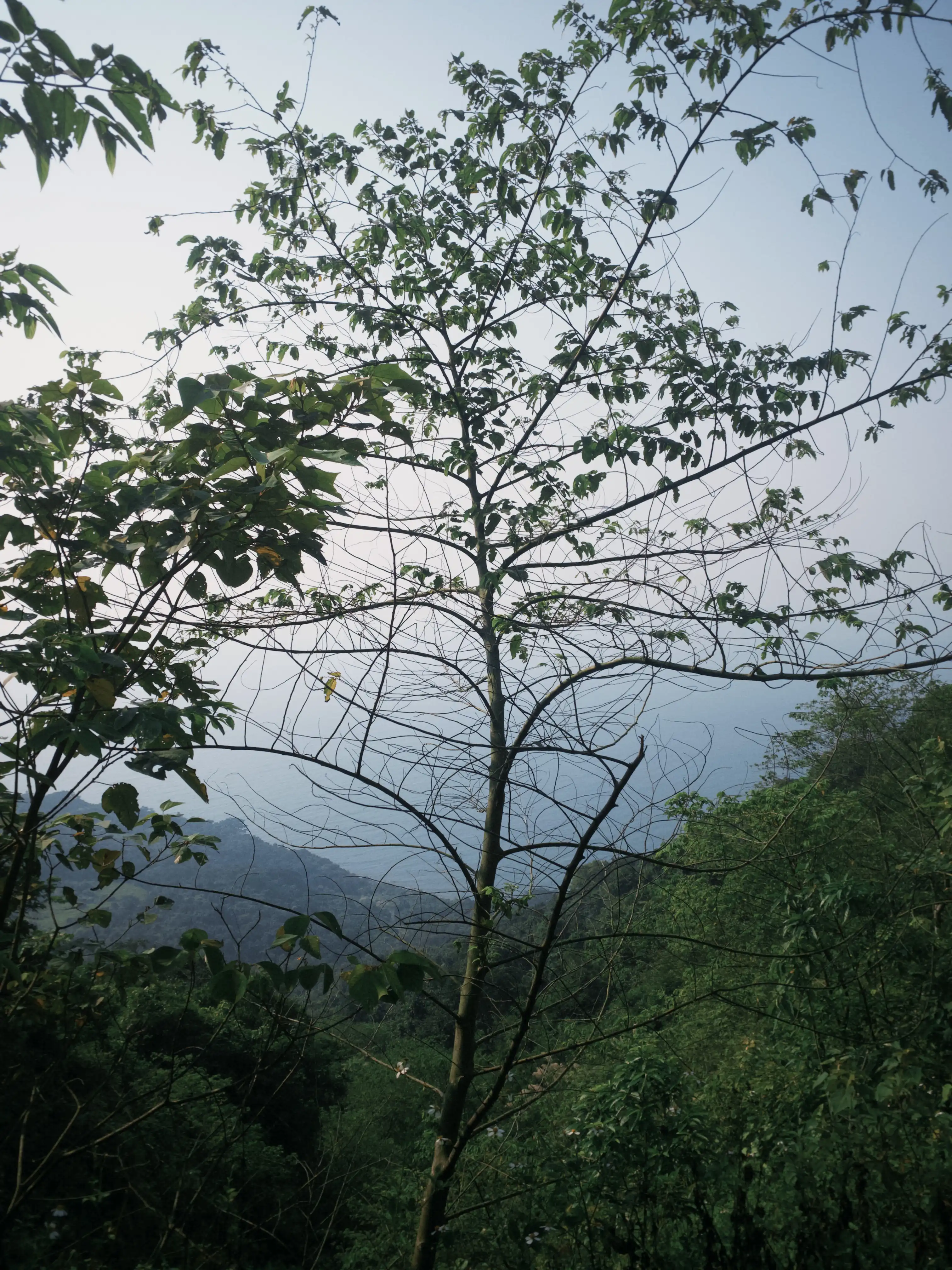 Son Tra Peninsula (Ancient tree + Peaceful Bay) — photo 2