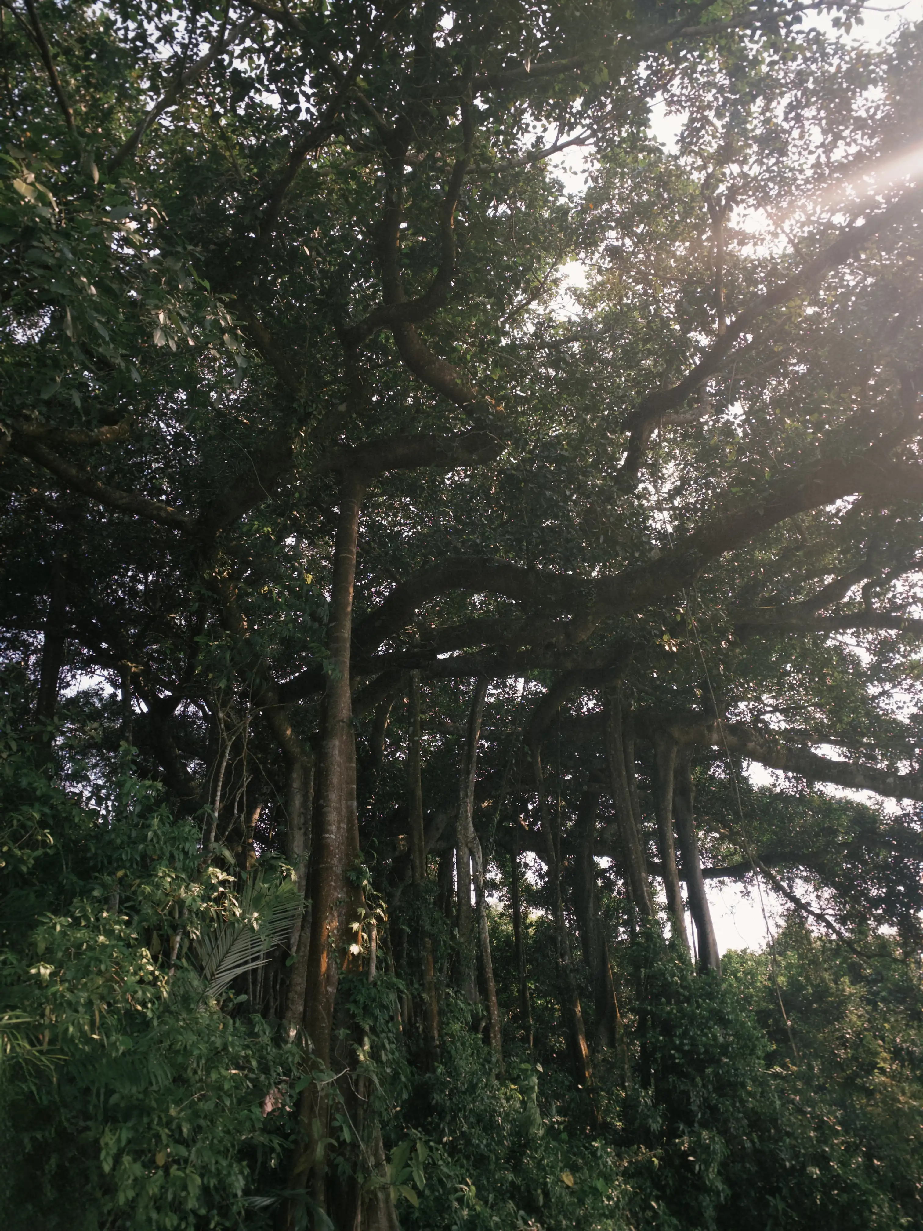 Son Tra Peninsula (Ancient tree + Peaceful Bay) — photo 4