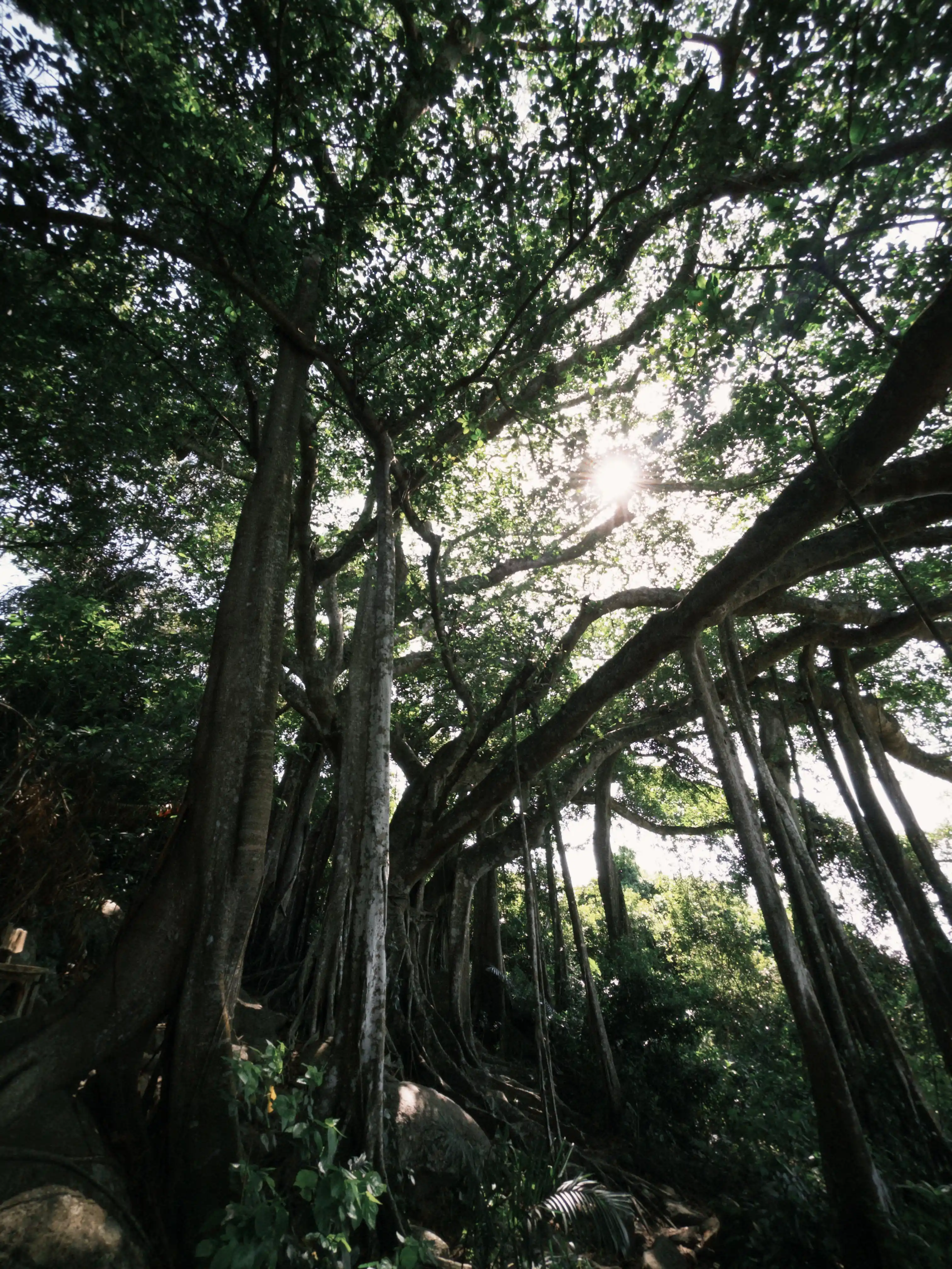 Son Tra Peninsula (Ancient tree + Peaceful Bay) — photo 21