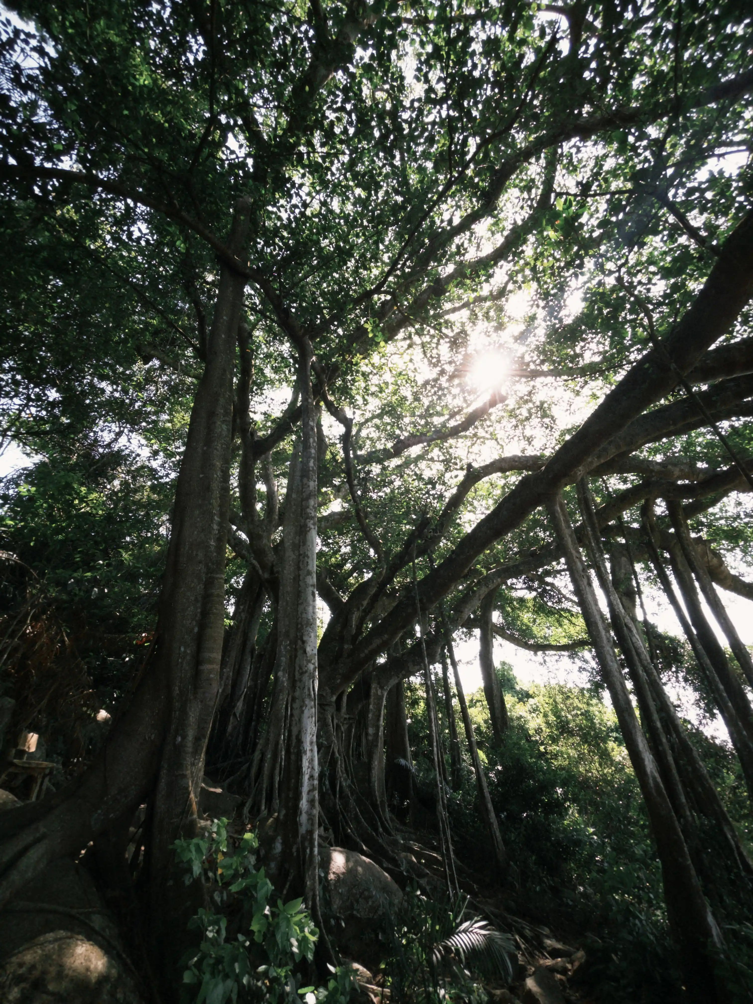 Son Tra Peninsula (Ancient tree + Peaceful Bay) — photo 22