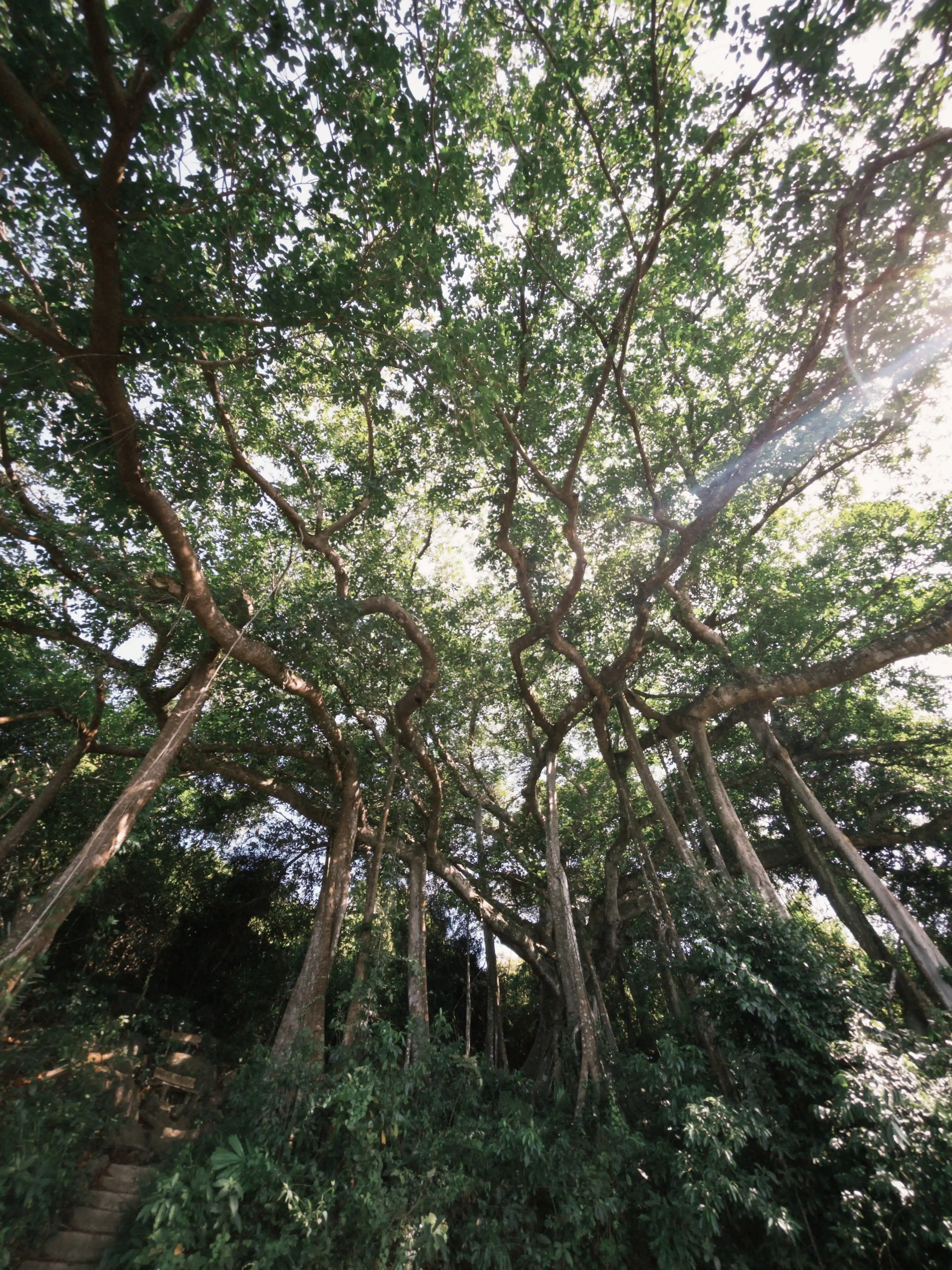 Son Tra Peninsula (Ancient tree + Peaceful Bay) — photo 24