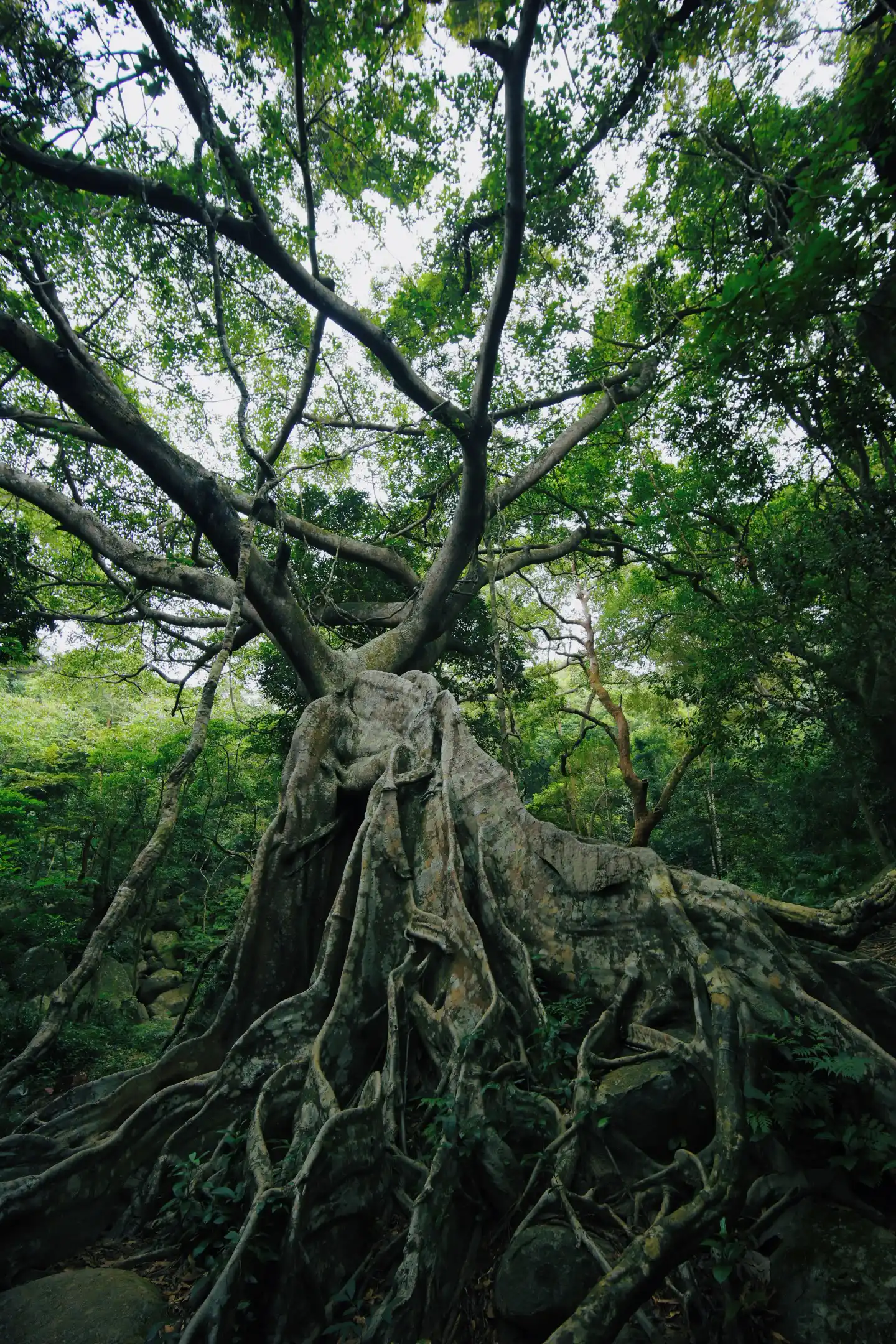 Son Tra Peninsula (The Deer Banyan Tree + Lighthouse)