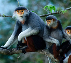 Red-shanked Douc Langur — Son Tra